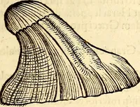 An illustration from Icones animalium quadrupedum uiuiparorum et ouiparorum : quae in Historiae animalium Conradi Gesneri libro I. et II. describuntur, cum nomenclaturis singulorum latinis, graecis, italicis, gallicis, et germanicis plerunque, et aliarum quoque linguarum, certis ordinibus digestae (1560)