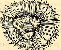 An illustration from Icones animalium quadrupedum uiuiparorum et ouiparorum : quae in Historiae animalium Conradi Gesneri libro I. et II. describuntur, cum nomenclaturis singulorum latinis, graecis, italicis, gallicis, et germanicis plerunque, et aliarum quoque linguarum, certis ordinibus digestae (1560)