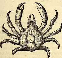An illustration from Icones animalium quadrupedum uiuiparorum et ouiparorum : quae in Historiae animalium Conradi Gesneri libro I. et II. describuntur, cum nomenclaturis singulorum latinis, graecis, italicis, gallicis, et germanicis plerunque, et aliarum quoque linguarum, certis ordinibus digestae (1560)