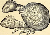 An illustration from Icones animalium quadrupedum uiuiparorum et ouiparorum : quae in Historiae animalium Conradi Gesneri libro I. et II. describuntur, cum nomenclaturis singulorum latinis, graecis, italicis, gallicis, et germanicis plerunque, et aliarum quoque linguarum, certis ordinibus digestae (1560)