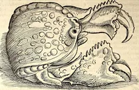 An illustration from Icones animalium quadrupedum uiuiparorum et ouiparorum : quae in Historiae animalium Conradi Gesneri libro I. et II. describuntur, cum nomenclaturis singulorum latinis, graecis, italicis, gallicis, et germanicis plerunque, et aliarum quoque linguarum, certis ordinibus digestae (1560)