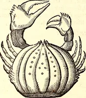 An illustration from Icones animalium quadrupedum uiuiparorum et ouiparorum : quae in Historiae animalium Conradi Gesneri libro I. et II. describuntur, cum nomenclaturis singulorum latinis, graecis, italicis, gallicis, et germanicis plerunque, et aliarum quoque linguarum, certis ordinibus digestae (1560)