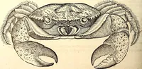 An illustration from Icones animalium quadrupedum uiuiparorum et ouiparorum : quae in Historiae animalium Conradi Gesneri libro I. et II. describuntur, cum nomenclaturis singulorum latinis, graecis, italicis, gallicis, et germanicis plerunque, et aliarum quoque linguarum, certis ordinibus digestae (1560)