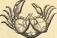 An illustration from Icones animalium quadrupedum uiuiparorum et ouiparorum : quae in Historiae animalium Conradi Gesneri libro I. et II. describuntur, cum nomenclaturis singulorum latinis, graecis, italicis, gallicis, et germanicis plerunque, et aliarum quoque linguarum, certis ordinibus digestae (1560)