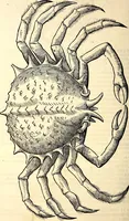 An illustration from Icones animalium quadrupedum uiuiparorum et ouiparorum : quae in Historiae animalium Conradi Gesneri libro I. et II. describuntur, cum nomenclaturis singulorum latinis, graecis, italicis, gallicis, et germanicis plerunque, et aliarum quoque linguarum, certis ordinibus digestae (1560)