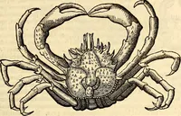 An illustration from Icones animalium quadrupedum uiuiparorum et ouiparorum : quae in Historiae animalium Conradi Gesneri libro I. et II. describuntur, cum nomenclaturis singulorum latinis, graecis, italicis, gallicis, et germanicis plerunque, et aliarum quoque linguarum, certis ordinibus digestae (1560)