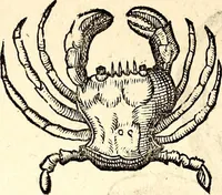 An illustration from Icones animalium quadrupedum uiuiparorum et ouiparorum : quae in Historiae animalium Conradi Gesneri libro I. et II. describuntur, cum nomenclaturis singulorum latinis, graecis, italicis, gallicis, et germanicis plerunque, et aliarum quoque linguarum, certis ordinibus digestae (1560)