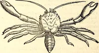 An illustration from Icones animalium quadrupedum uiuiparorum et ouiparorum : quae in Historiae animalium Conradi Gesneri libro I. et II. describuntur, cum nomenclaturis singulorum latinis, graecis, italicis, gallicis, et germanicis plerunque, et aliarum quoque linguarum, certis ordinibus digestae (1560)