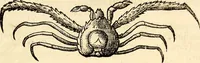 An illustration from Icones animalium quadrupedum uiuiparorum et ouiparorum : quae in Historiae animalium Conradi Gesneri libro I. et II. describuntur, cum nomenclaturis singulorum latinis, graecis, italicis, gallicis, et germanicis plerunque, et aliarum quoque linguarum, certis ordinibus digestae (1560)