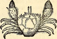 An illustration from Icones animalium quadrupedum uiuiparorum et ouiparorum : quae in Historiae animalium Conradi Gesneri libro I. et II. describuntur, cum nomenclaturis singulorum latinis, graecis, italicis, gallicis, et germanicis plerunque, et aliarum quoque linguarum, certis ordinibus digestae (1560)