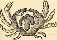 An illustration from Icones animalium quadrupedum uiuiparorum et ouiparorum : quae in Historiae animalium Conradi Gesneri libro I. et II. describuntur, cum nomenclaturis singulorum latinis, graecis, italicis, gallicis, et germanicis plerunque, et aliarum quoque linguarum, certis ordinibus digestae (1560)