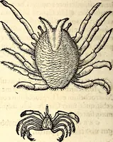 An illustration from Icones animalium quadrupedum uiuiparorum et ouiparorum : quae in Historiae animalium Conradi Gesneri libro I. et II. describuntur, cum nomenclaturis singulorum latinis, graecis, italicis, gallicis, et germanicis plerunque, et aliarum quoque linguarum, certis ordinibus digestae (1560)