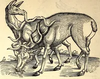 An illustration from Icones animalium quadrupedum uiuiparorum et ouiparorum : quae in Historiae animalium Conradi Gesneri libro I. et II. describuntur, cum nomenclaturis singulorum latinis, graecis, italicis, gallicis, et germanicis plerunque, et aliarum quoque linguarum, certis ordinibus digestae (1560)