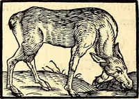 An illustration from Icones animalium quadrupedum uiuiparorum et ouiparorum : quae in Historiae animalium Conradi Gesneri libro I. et II. describuntur, cum nomenclaturis singulorum latinis, graecis, italicis, gallicis, et germanicis plerunque, et aliarum quoque linguarum, certis ordinibus digestae (1560)