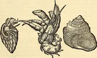 An illustration from Icones animalium quadrupedum uiuiparorum et ouiparorum : quae in Historiae animalium Conradi Gesneri libro I. et II. describuntur, cum nomenclaturis singulorum latinis, graecis, italicis, gallicis, et germanicis plerunque, et aliarum quoque linguarum, certis ordinibus digestae (1560)