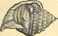 An illustration from Icones animalium quadrupedum uiuiparorum et ouiparorum : quae in Historiae animalium Conradi Gesneri libro I. et II. describuntur, cum nomenclaturis singulorum latinis, graecis, italicis, gallicis, et germanicis plerunque, et aliarum quoque linguarum, certis ordinibus digestae (1560)