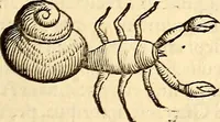 An illustration from Icones animalium quadrupedum uiuiparorum et ouiparorum : quae in Historiae animalium Conradi Gesneri libro I. et II. describuntur, cum nomenclaturis singulorum latinis, graecis, italicis, gallicis, et germanicis plerunque, et aliarum quoque linguarum, certis ordinibus digestae (1560)