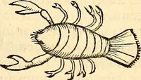 An illustration from Icones animalium quadrupedum uiuiparorum et ouiparorum : quae in Historiae animalium Conradi Gesneri libro I. et II. describuntur, cum nomenclaturis singulorum latinis, graecis, italicis, gallicis, et germanicis plerunque, et aliarum quoque linguarum, certis ordinibus digestae (1560)