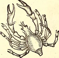 An illustration from Icones animalium quadrupedum uiuiparorum et ouiparorum : quae in Historiae animalium Conradi Gesneri libro I. et II. describuntur, cum nomenclaturis singulorum latinis, graecis, italicis, gallicis, et germanicis plerunque, et aliarum quoque linguarum, certis ordinibus digestae (1560)