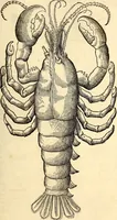 An illustration from Icones animalium quadrupedum uiuiparorum et ouiparorum : quae in Historiae animalium Conradi Gesneri libro I. et II. describuntur, cum nomenclaturis singulorum latinis, graecis, italicis, gallicis, et germanicis plerunque, et aliarum quoque linguarum, certis ordinibus digestae (1560)