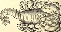 An illustration from Icones animalium quadrupedum uiuiparorum et ouiparorum : quae in Historiae animalium Conradi Gesneri libro I. et II. describuntur, cum nomenclaturis singulorum latinis, graecis, italicis, gallicis, et germanicis plerunque, et aliarum quoque linguarum, certis ordinibus digestae (1560)