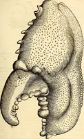 An illustration from Icones animalium quadrupedum uiuiparorum et ouiparorum : quae in Historiae animalium Conradi Gesneri libro I. et II. describuntur, cum nomenclaturis singulorum latinis, graecis, italicis, gallicis, et germanicis plerunque, et aliarum quoque linguarum, certis ordinibus digestae (1560)