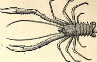 An illustration from Icones animalium quadrupedum uiuiparorum et ouiparorum : quae in Historiae animalium Conradi Gesneri libro I. et II. describuntur, cum nomenclaturis singulorum latinis, graecis, italicis, gallicis, et germanicis plerunque, et aliarum quoque linguarum, certis ordinibus digestae (1560)