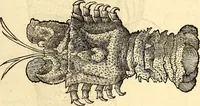 An illustration from Icones animalium quadrupedum uiuiparorum et ouiparorum : quae in Historiae animalium Conradi Gesneri libro I. et II. describuntur, cum nomenclaturis singulorum latinis, graecis, italicis, gallicis, et germanicis plerunque, et aliarum quoque linguarum, certis ordinibus digestae (1560)