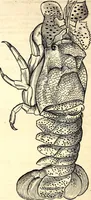 An illustration from Icones animalium quadrupedum uiuiparorum et ouiparorum : quae in Historiae animalium Conradi Gesneri libro I. et II. describuntur, cum nomenclaturis singulorum latinis, graecis, italicis, gallicis, et germanicis plerunque, et aliarum quoque linguarum, certis ordinibus digestae (1560)