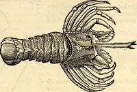 An illustration from Icones animalium quadrupedum uiuiparorum et ouiparorum : quae in Historiae animalium Conradi Gesneri libro I. et II. describuntur, cum nomenclaturis singulorum latinis, graecis, italicis, gallicis, et germanicis plerunque, et aliarum quoque linguarum, certis ordinibus digestae (1560)