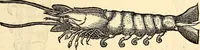 An illustration from Icones animalium quadrupedum uiuiparorum et ouiparorum : quae in Historiae animalium Conradi Gesneri libro I. et II. describuntur, cum nomenclaturis singulorum latinis, graecis, italicis, gallicis, et germanicis plerunque, et aliarum quoque linguarum, certis ordinibus digestae (1560)