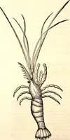 An illustration from Icones animalium quadrupedum uiuiparorum et ouiparorum : quae in Historiae animalium Conradi Gesneri libro I. et II. describuntur, cum nomenclaturis singulorum latinis, graecis, italicis, gallicis, et germanicis plerunque, et aliarum quoque linguarum, certis ordinibus digestae (1560)