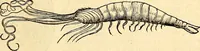 An illustration from Icones animalium quadrupedum uiuiparorum et ouiparorum : quae in Historiae animalium Conradi Gesneri libro I. et II. describuntur, cum nomenclaturis singulorum latinis, graecis, italicis, gallicis, et germanicis plerunque, et aliarum quoque linguarum, certis ordinibus digestae (1560)