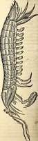 An illustration from Icones animalium quadrupedum uiuiparorum et ouiparorum : quae in Historiae animalium Conradi Gesneri libro I. et II. describuntur, cum nomenclaturis singulorum latinis, graecis, italicis, gallicis, et germanicis plerunque, et aliarum quoque linguarum, certis ordinibus digestae (1560)