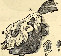 An illustration from Icones animalium quadrupedum uiuiparorum et ouiparorum : quae in Historiae animalium Conradi Gesneri libro I. et II. describuntur, cum nomenclaturis singulorum latinis, graecis, italicis, gallicis, et germanicis plerunque, et aliarum quoque linguarum, certis ordinibus digestae (1560)