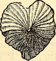 An illustration from Icones animalium quadrupedum uiuiparorum et ouiparorum : quae in Historiae animalium Conradi Gesneri libro I. et II. describuntur, cum nomenclaturis singulorum latinis, graecis, italicis, gallicis, et germanicis plerunque, et aliarum quoque linguarum, certis ordinibus digestae (1560)