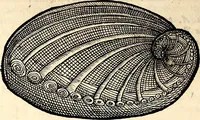An illustration from Icones animalium quadrupedum uiuiparorum et ouiparorum : quae in Historiae animalium Conradi Gesneri libro I. et II. describuntur, cum nomenclaturis singulorum latinis, graecis, italicis, gallicis, et germanicis plerunque, et aliarum quoque linguarum, certis ordinibus digestae (1560)