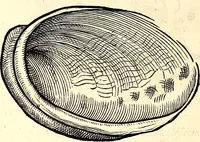 An illustration from Icones animalium quadrupedum uiuiparorum et ouiparorum : quae in Historiae animalium Conradi Gesneri libro I. et II. describuntur, cum nomenclaturis singulorum latinis, graecis, italicis, gallicis, et germanicis plerunque, et aliarum quoque linguarum, certis ordinibus digestae (1560)