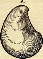 An illustration from Icones animalium quadrupedum uiuiparorum et ouiparorum : quae in Historiae animalium Conradi Gesneri libro I. et II. describuntur, cum nomenclaturis singulorum latinis, graecis, italicis, gallicis, et germanicis plerunque, et aliarum quoque linguarum, certis ordinibus digestae (1560)