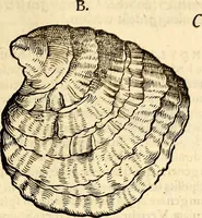 An illustration from Icones animalium quadrupedum uiuiparorum et ouiparorum : quae in Historiae animalium Conradi Gesneri libro I. et II. describuntur, cum nomenclaturis singulorum latinis, graecis, italicis, gallicis, et germanicis plerunque, et aliarum quoque linguarum, certis ordinibus digestae (1560)