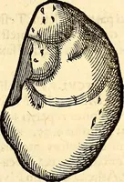 An illustration from Icones animalium quadrupedum uiuiparorum et ouiparorum : quae in Historiae animalium Conradi Gesneri libro I. et II. describuntur, cum nomenclaturis singulorum latinis, graecis, italicis, gallicis, et germanicis plerunque, et aliarum quoque linguarum, certis ordinibus digestae (1560)