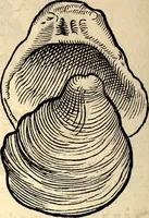 An illustration from Icones animalium quadrupedum uiuiparorum et ouiparorum : quae in Historiae animalium Conradi Gesneri libro I. et II. describuntur, cum nomenclaturis singulorum latinis, graecis, italicis, gallicis, et germanicis plerunque, et aliarum quoque linguarum, certis ordinibus digestae (1560)