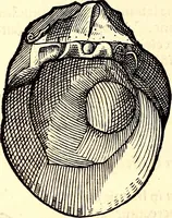 An illustration from Icones animalium quadrupedum uiuiparorum et ouiparorum : quae in Historiae animalium Conradi Gesneri libro I. et II. describuntur, cum nomenclaturis singulorum latinis, graecis, italicis, gallicis, et germanicis plerunque, et aliarum quoque linguarum, certis ordinibus digestae (1560)