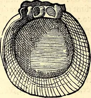 An illustration from Icones animalium quadrupedum uiuiparorum et ouiparorum : quae in Historiae animalium Conradi Gesneri libro I. et II. describuntur, cum nomenclaturis singulorum latinis, graecis, italicis, gallicis, et germanicis plerunque, et aliarum quoque linguarum, certis ordinibus digestae (1560)