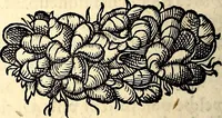 An illustration from Icones animalium quadrupedum uiuiparorum et ouiparorum : quae in Historiae animalium Conradi Gesneri libro I. et II. describuntur, cum nomenclaturis singulorum latinis, graecis, italicis, gallicis, et germanicis plerunque, et aliarum quoque linguarum, certis ordinibus digestae (1560)