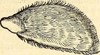 An illustration from Icones animalium quadrupedum uiuiparorum et ouiparorum : quae in Historiae animalium Conradi Gesneri libro I. et II. describuntur, cum nomenclaturis singulorum latinis, graecis, italicis, gallicis, et germanicis plerunque, et aliarum quoque linguarum, certis ordinibus digestae (1560)