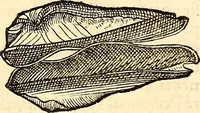 An illustration from Icones animalium quadrupedum uiuiparorum et ouiparorum : quae in Historiae animalium Conradi Gesneri libro I. et II. describuntur, cum nomenclaturis singulorum latinis, graecis, italicis, gallicis, et germanicis plerunque, et aliarum quoque linguarum, certis ordinibus digestae (1560)