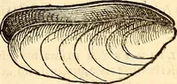 An illustration from Icones animalium quadrupedum uiuiparorum et ouiparorum : quae in Historiae animalium Conradi Gesneri libro I. et II. describuntur, cum nomenclaturis singulorum latinis, graecis, italicis, gallicis, et germanicis plerunque, et aliarum quoque linguarum, certis ordinibus digestae (1560)
