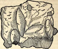 An illustration from Icones animalium quadrupedum uiuiparorum et ouiparorum : quae in Historiae animalium Conradi Gesneri libro I. et II. describuntur, cum nomenclaturis singulorum latinis, graecis, italicis, gallicis, et germanicis plerunque, et aliarum quoque linguarum, certis ordinibus digestae (1560)