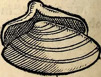 An illustration from Icones animalium quadrupedum uiuiparorum et ouiparorum : quae in Historiae animalium Conradi Gesneri libro I. et II. describuntur, cum nomenclaturis singulorum latinis, graecis, italicis, gallicis, et germanicis plerunque, et aliarum quoque linguarum, certis ordinibus digestae (1560)